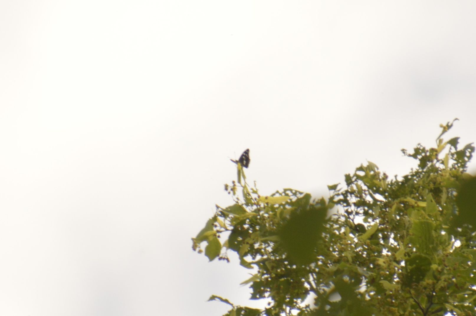 Purple Emperor - Peter Fewell